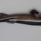 Il Sagr� nero (Etmopterus spinax). Foto by Christoph Noever